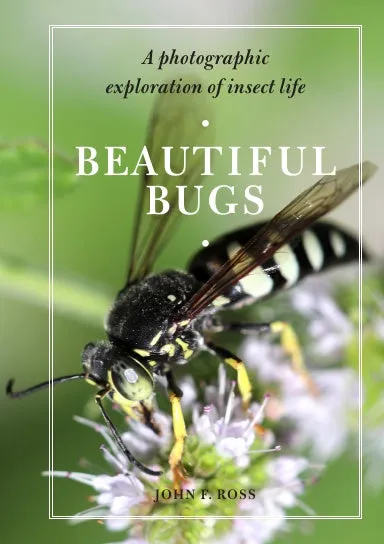 Beautiful Bugs