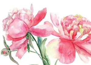 Blank Card - Galleria Beautiful Peony