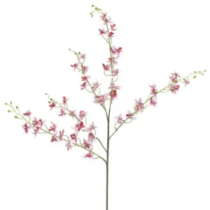 Dancing Lady Orchid Pink