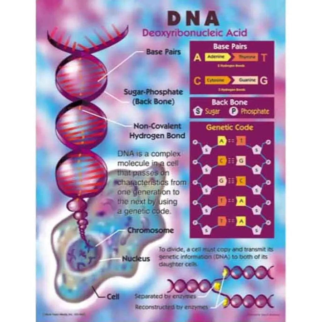 Deoxyribonucleic Acid (Dna) Chart