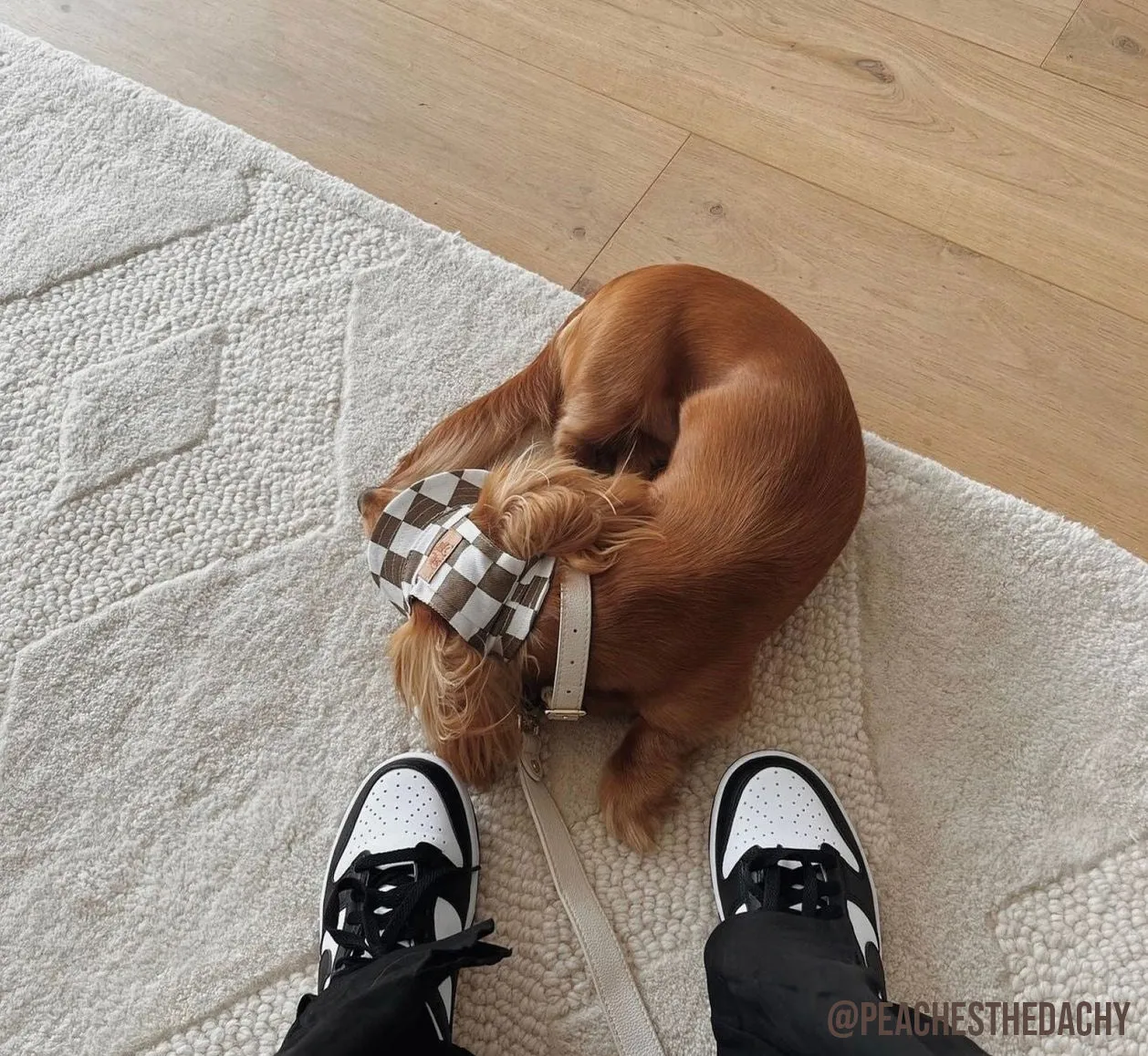 Signature Circle Dog Lead - Cream
